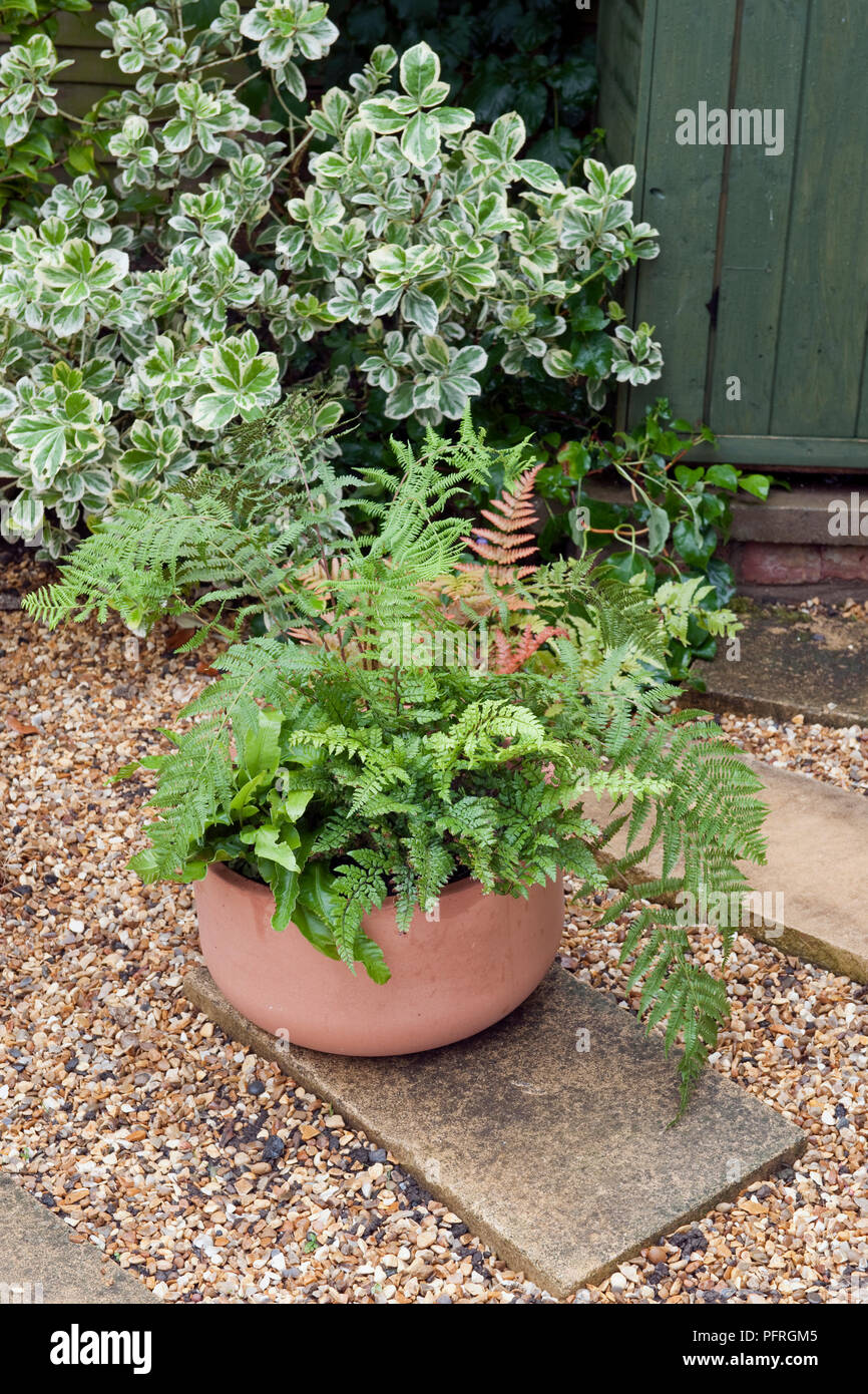 Ferns in terracotta plant pot in garden Stock Photo