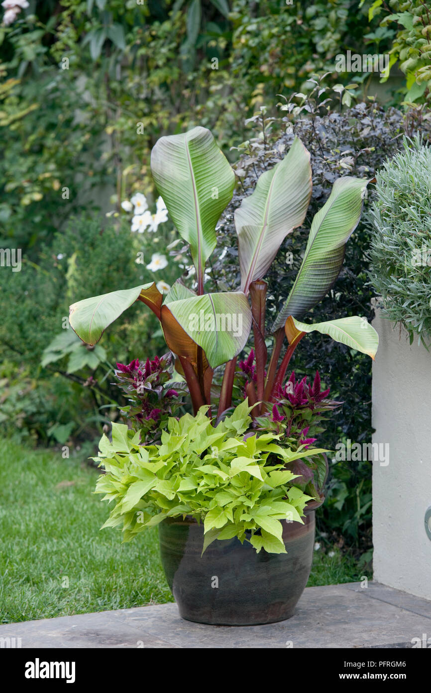 Ensete ventricosum 'Maurelii' with Ipomoea batatas 'Margarita' in dark green glazed plant pot in garden Stock Photo