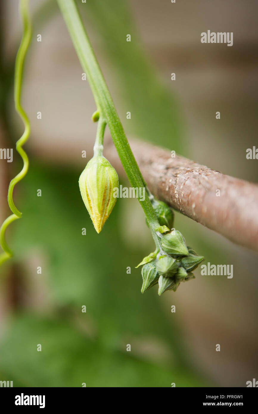 Luffa aegyptiaca (Smooth Luffa, Egyptian Luffa) flower emerging from bud, cluster of buds, and tendril, close-up Stock Photo