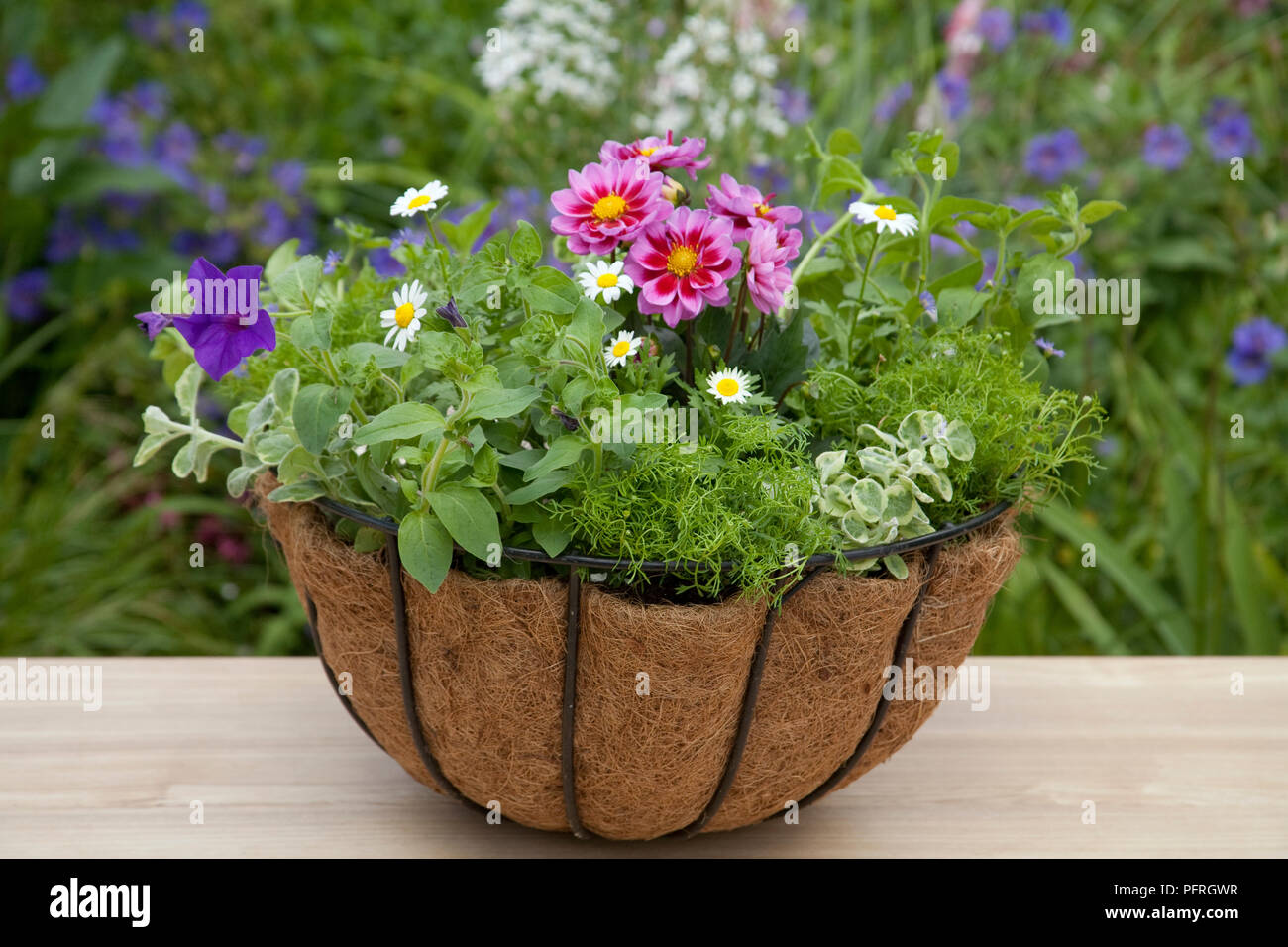 Hanging basket containing Helichrysum petiolare, Petunia, Marguerites Stock Photo