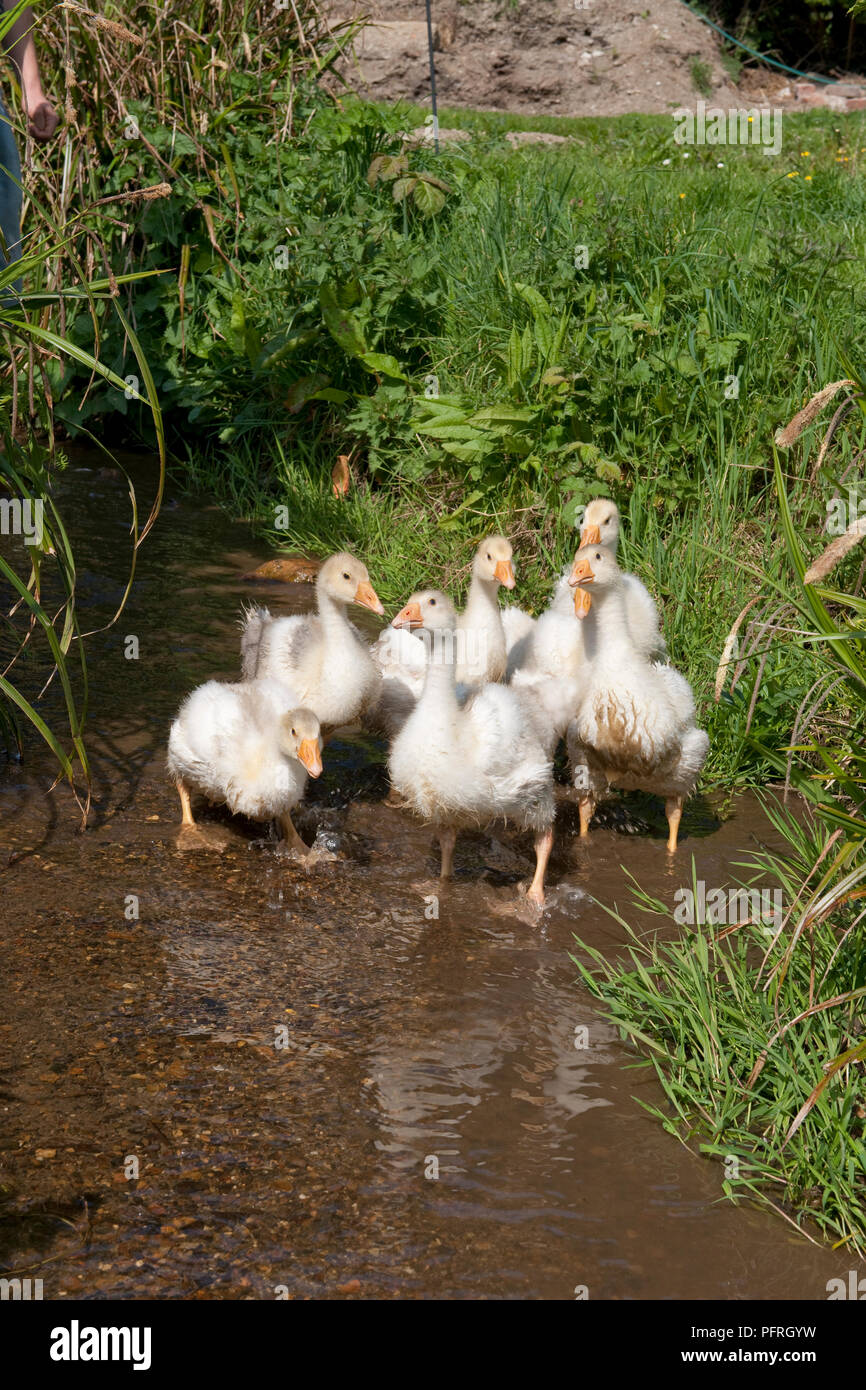 Young geese in a brook Stock Photo