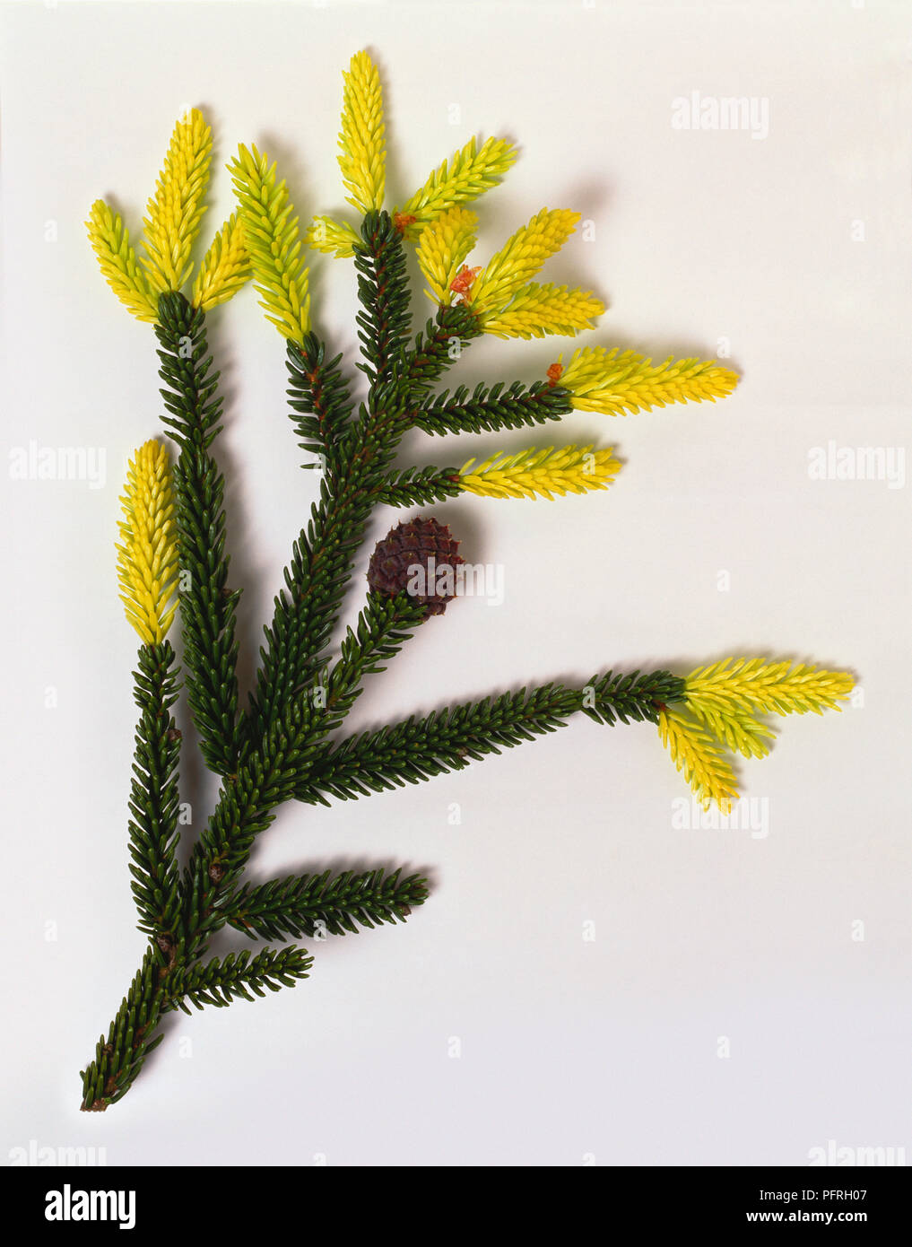 Picea orientalis 'Aurea' (Oriental spruce), stem with green and yellow leaves Stock Photo