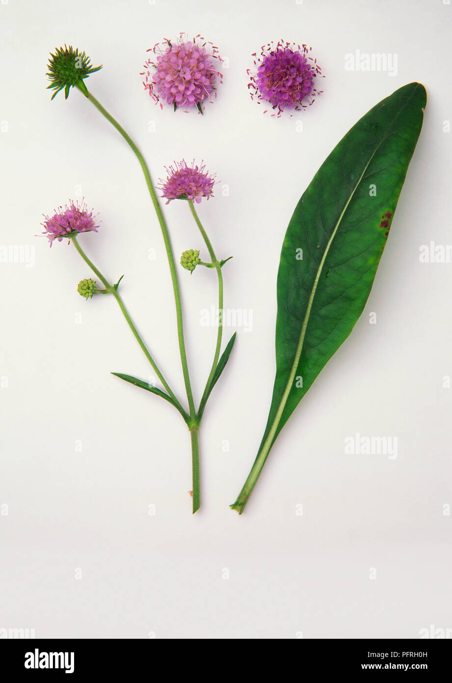 Succisa pratensis (Devil's-bit, Devil's-bit scabious), stems with pink flowers, and a leaf Stock Photo