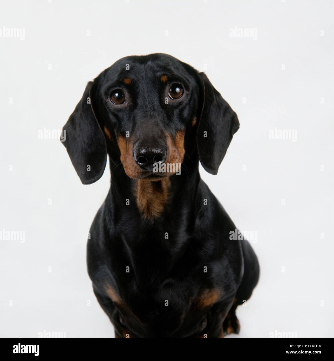 Black And Tan Miniature Smooth Haired Dachshund Stock Photo