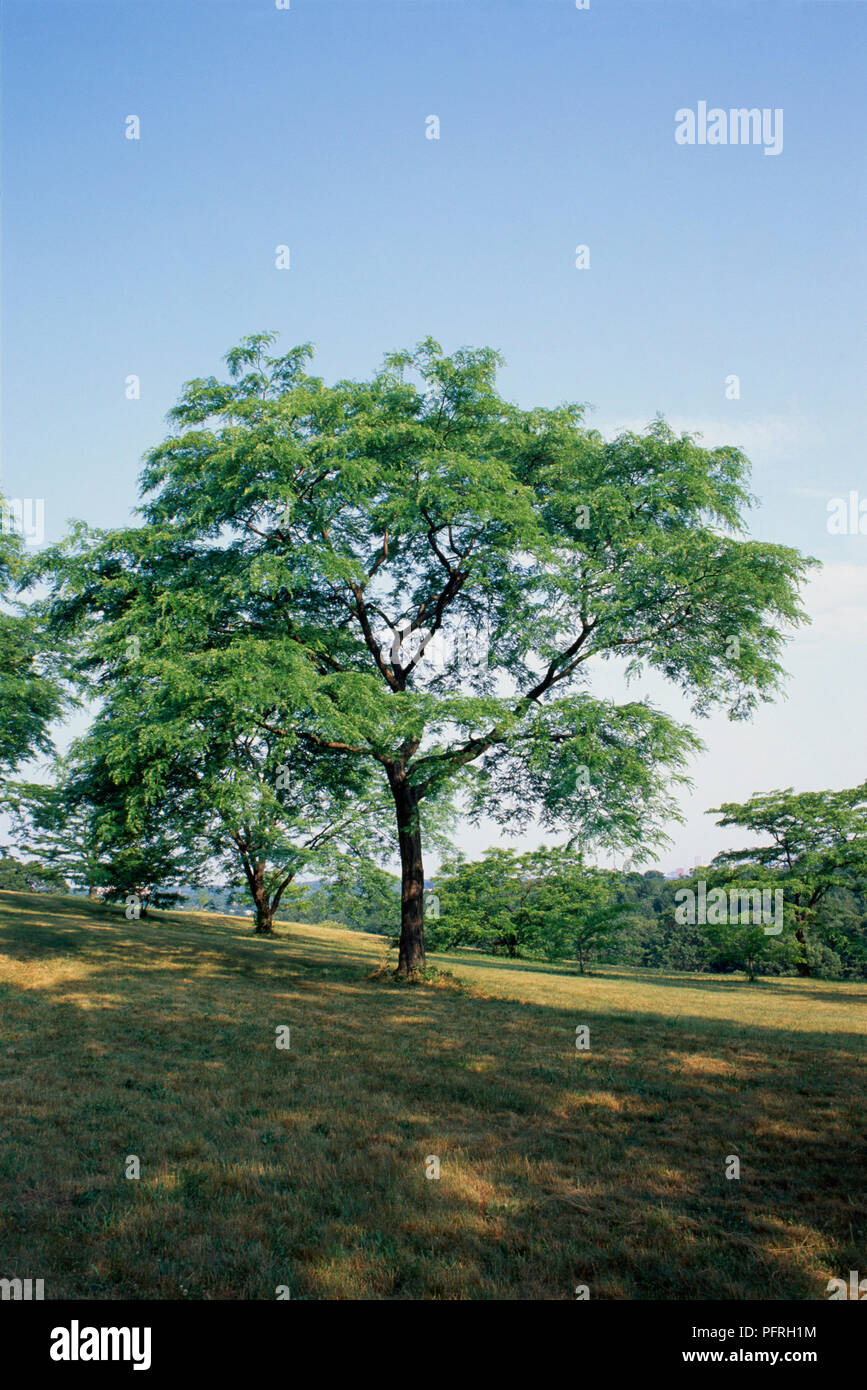 Gleditsia triacanthos 'Skyline' (Honey locust), tree growing in parkland Stock Photo