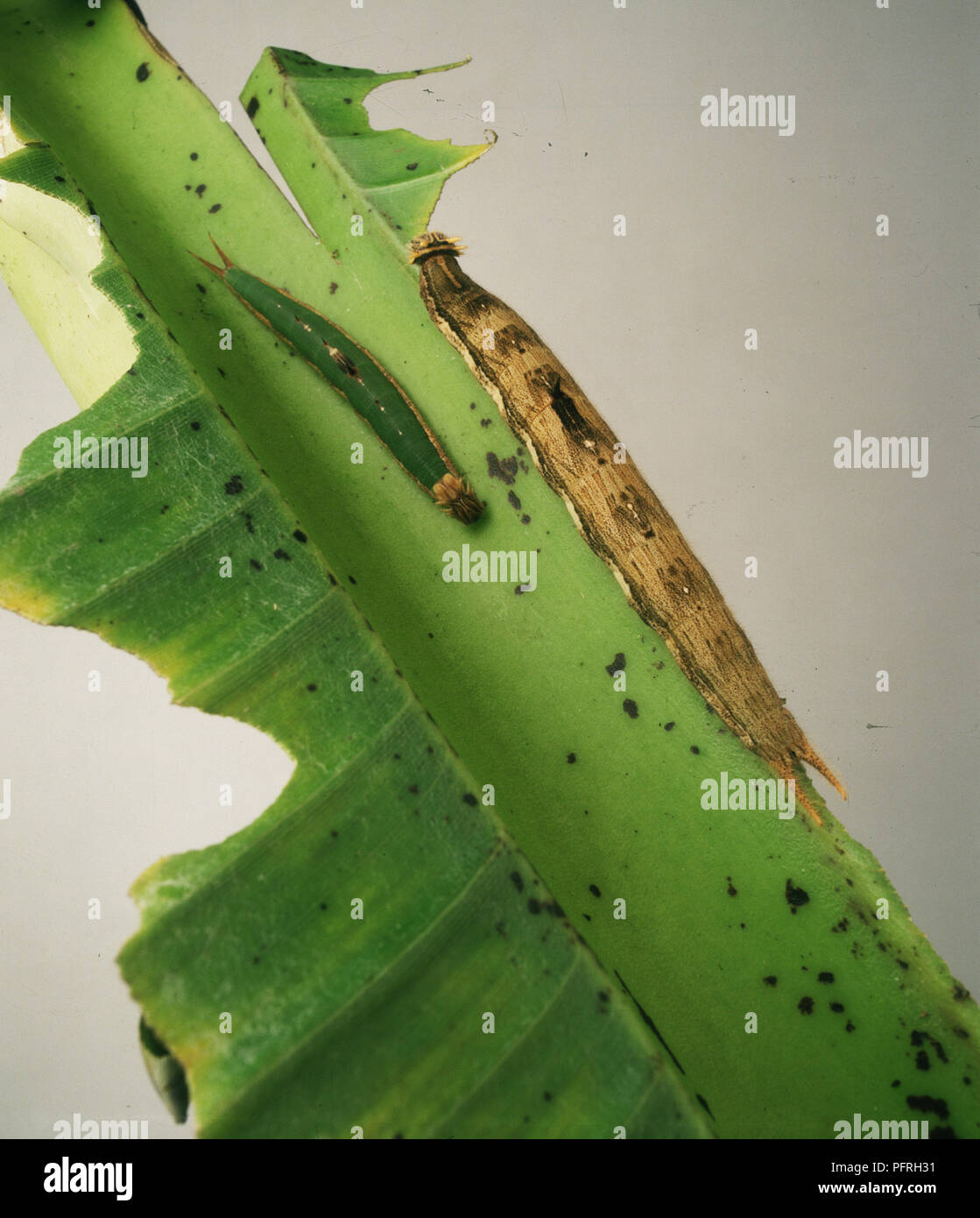 Young green caterpillar with new green skin and older caterpillar with brown skin about to pupate Stock Photo