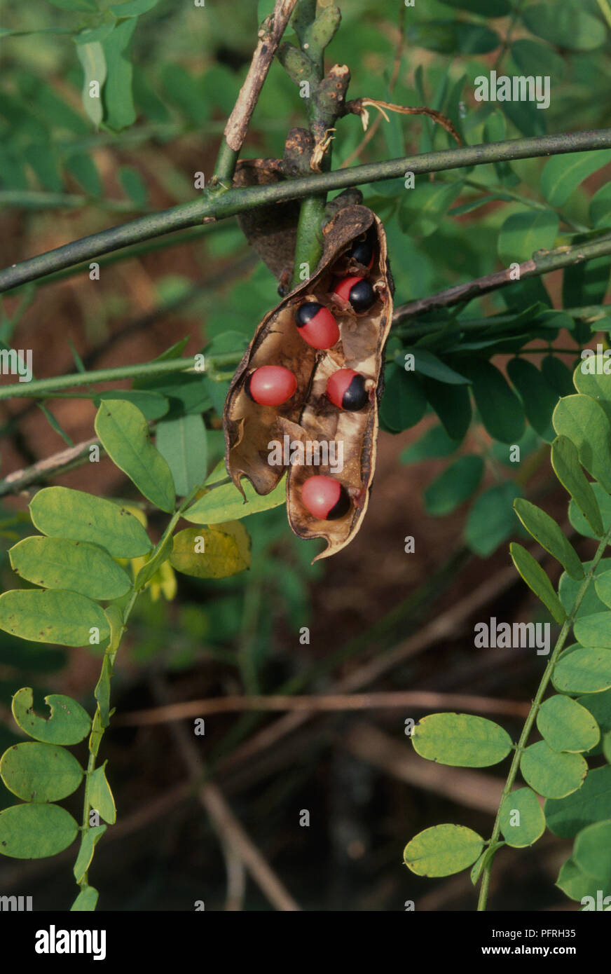 Abrus precatorius (Jequirity, Crab's Eye) showing pinnate green leaves and long pod containing red, black-tipped seeds, close-up Stock Photo