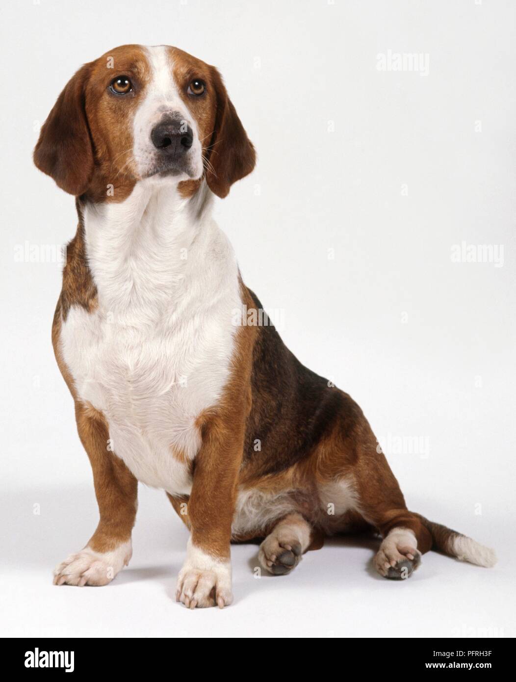 Drever dog (Swedish Dachsbracke), seated Stock Photo Alamy