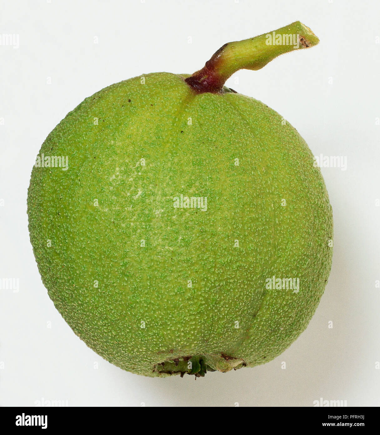 Juglans nigra (Black walnut), fruit containing single edible nut Stock ...