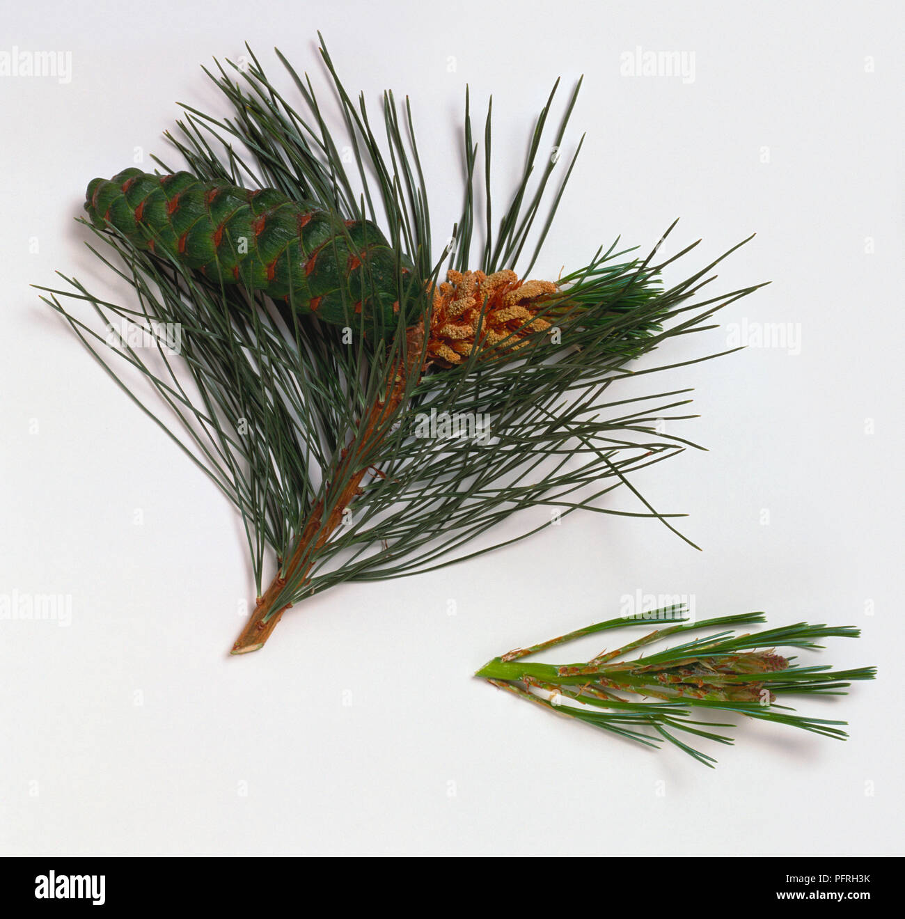 Pinus peuce (Macedonian pine), stem with leaves and cone, and stem with leaves and female flowers Stock Photo