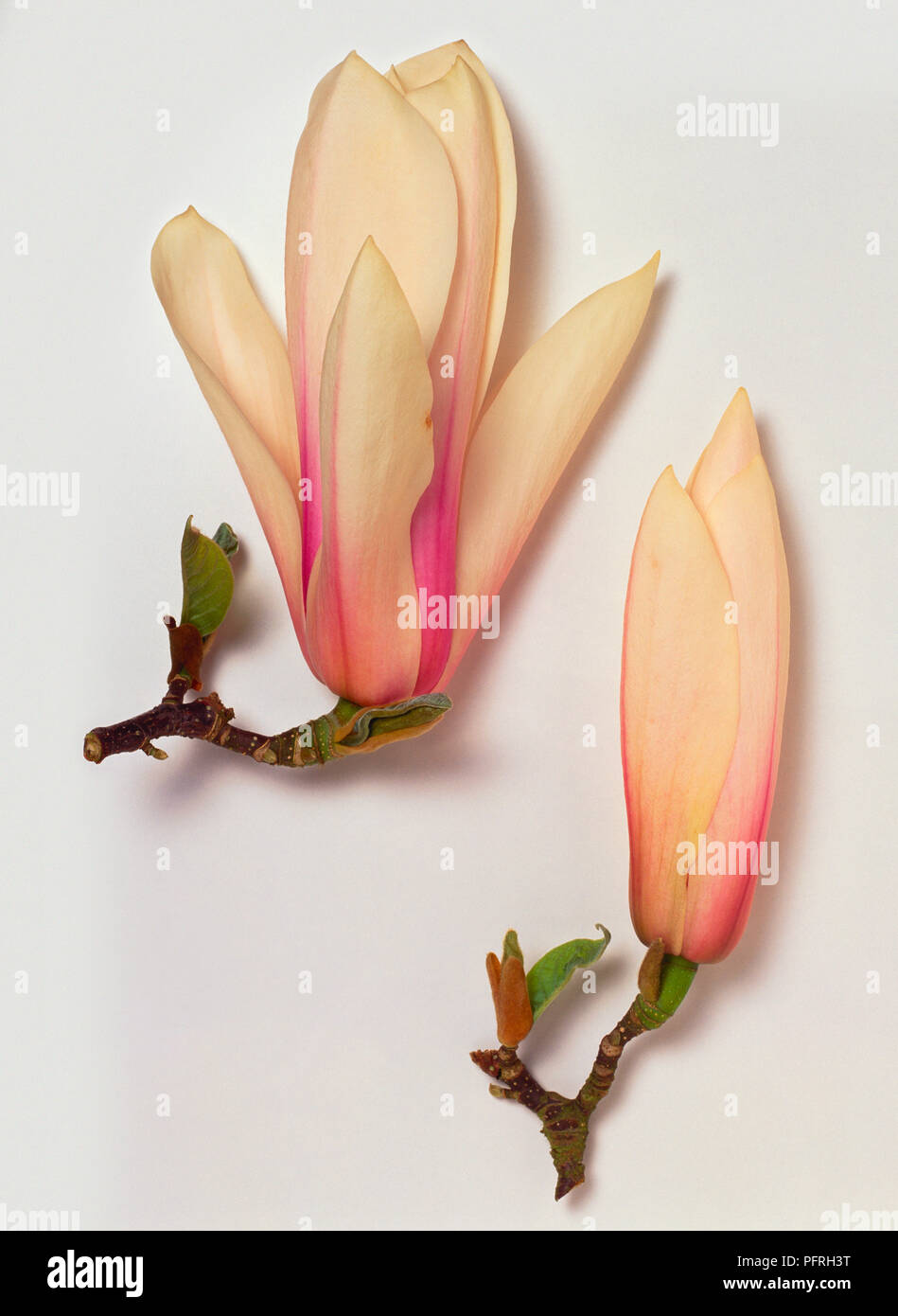 Magnolia 'Heaven Scent', stems with cream-pink flowers Stock Photo