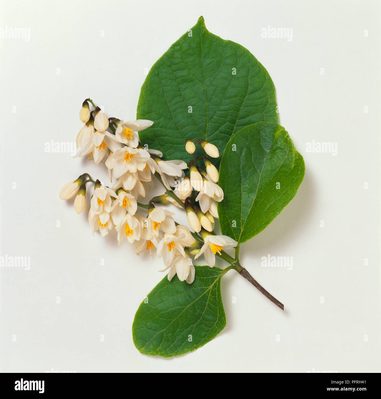Styrax hemsleyana (Snowbell), stem with leaves and cluster of white flowers Stock Photo