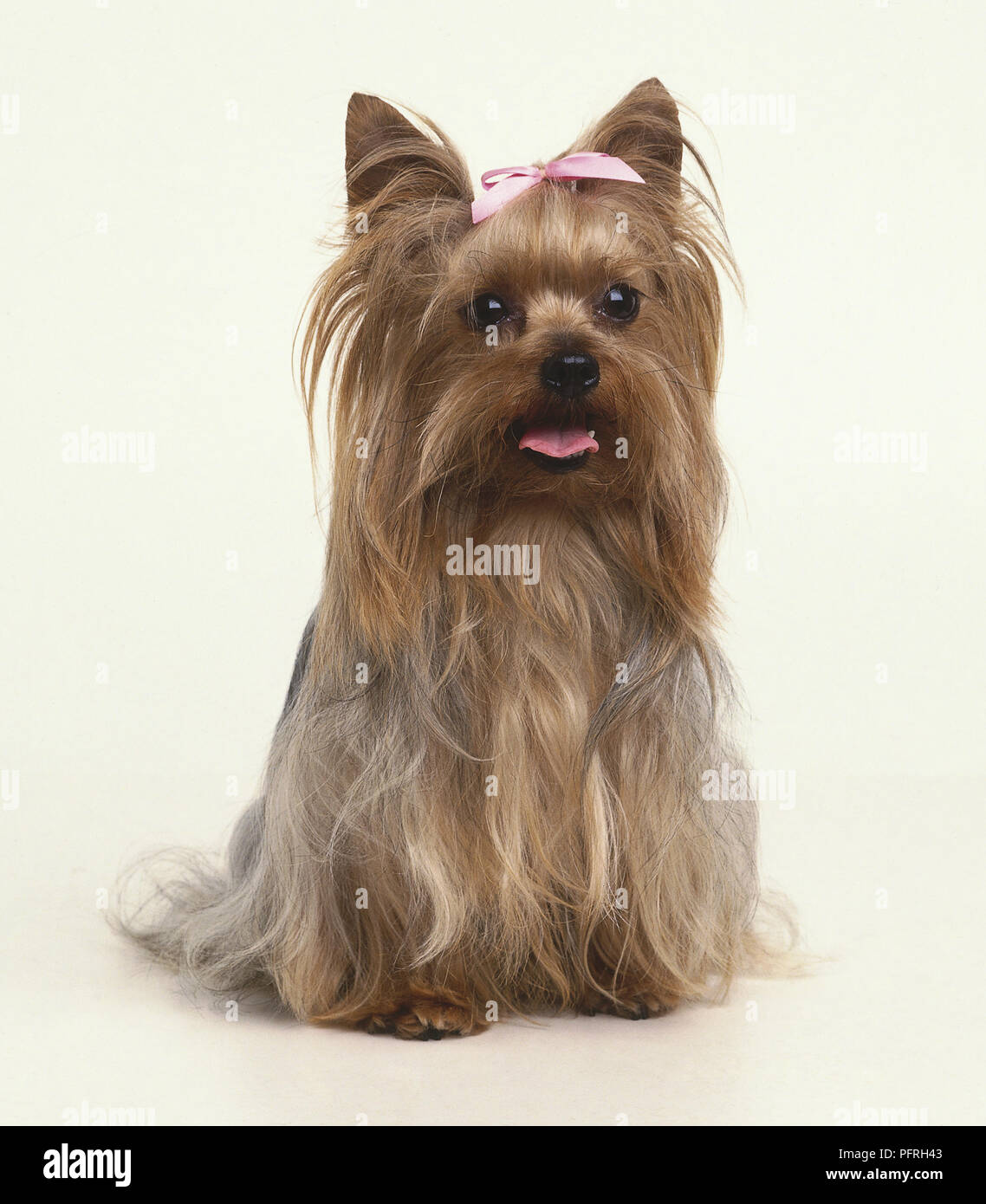 Doe voorzichtig actie visie A Yorkshire terrier wearing a pink bow Stock Photo - Alamy