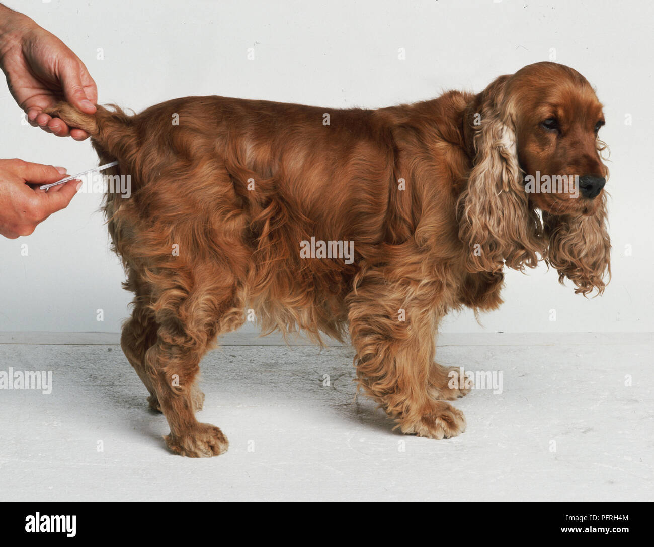 Taking a dog's temperature rectally Stock Photo Alamy