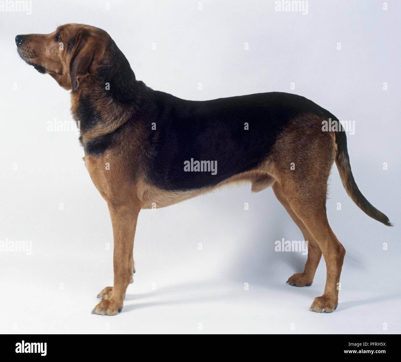 Polish Hound Ogar Polski Side View Stock Photo Alamy