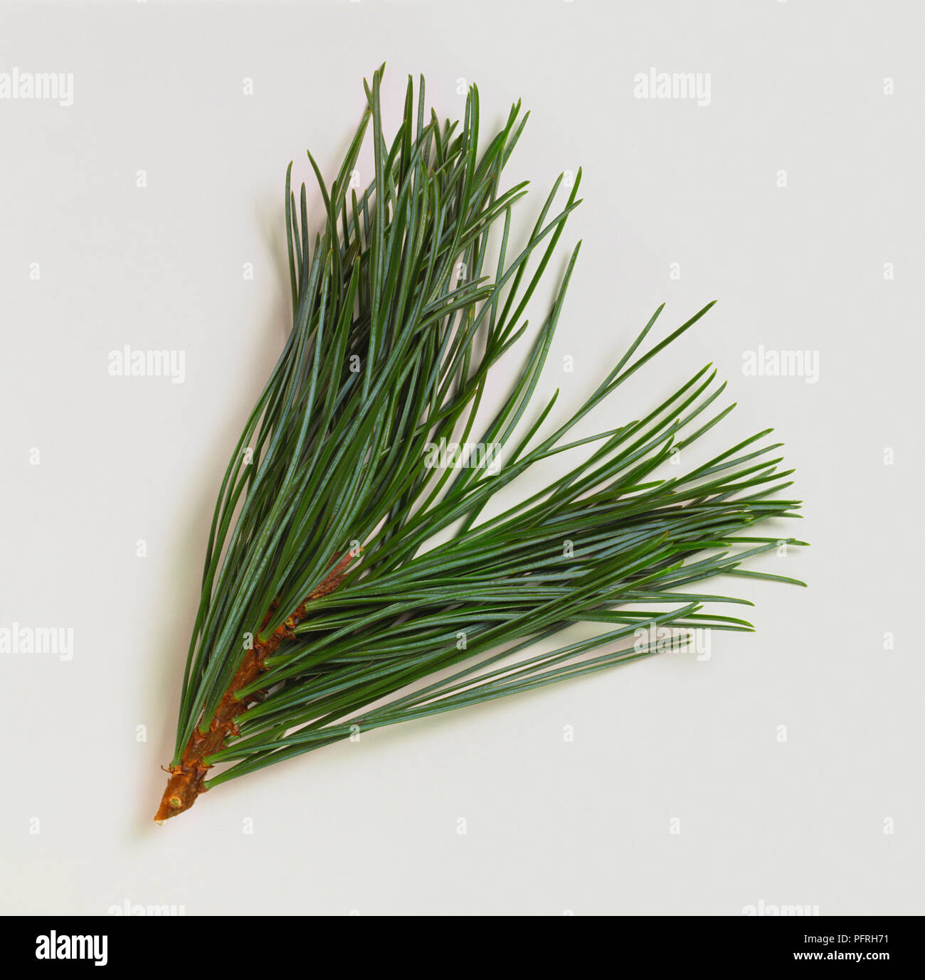 Pinus koraiensis (Korean pine), leaves Stock Photo