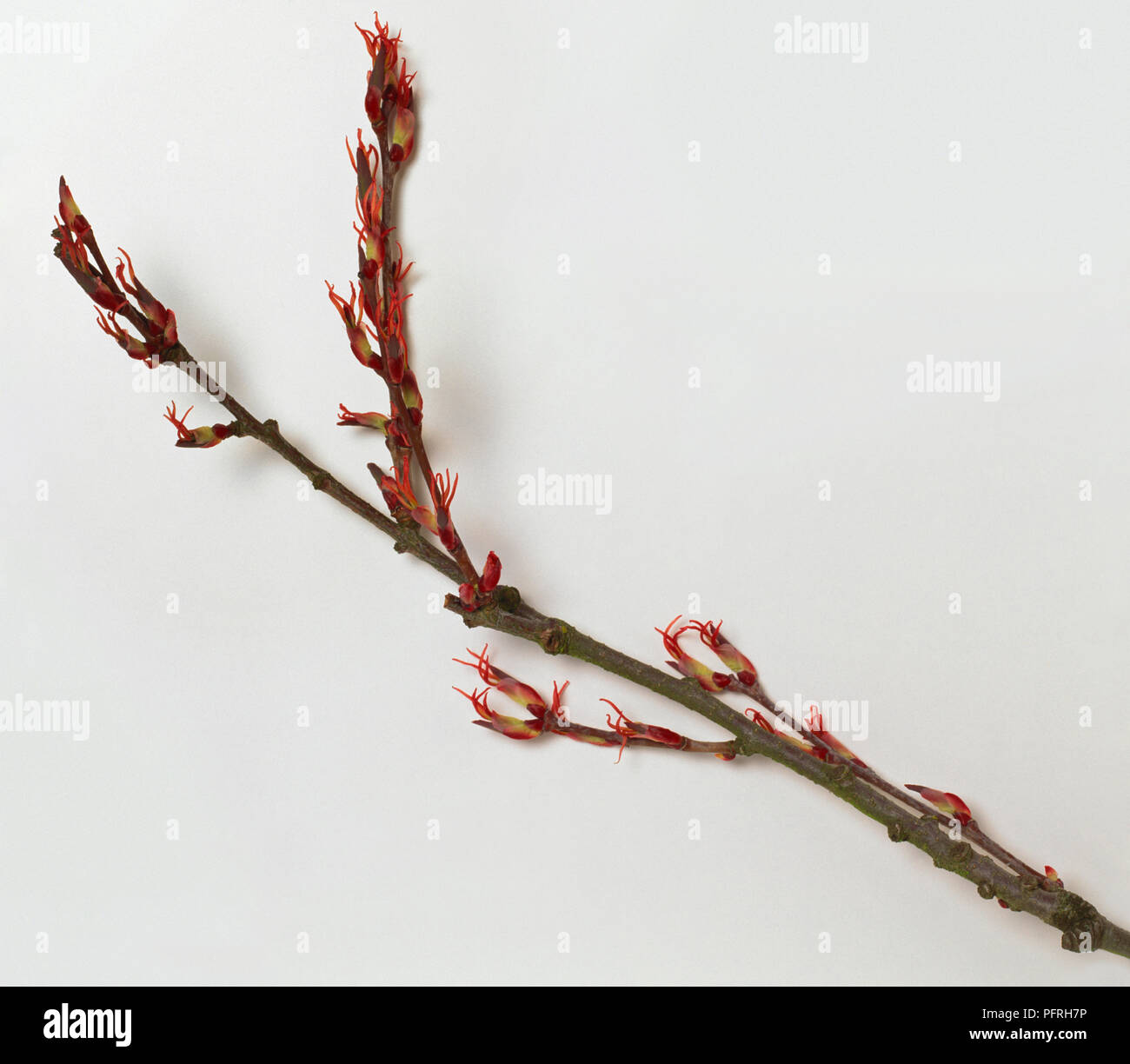 Cercidiphyllum japonicum (Katsura tree), stem with flowers Stock Photo