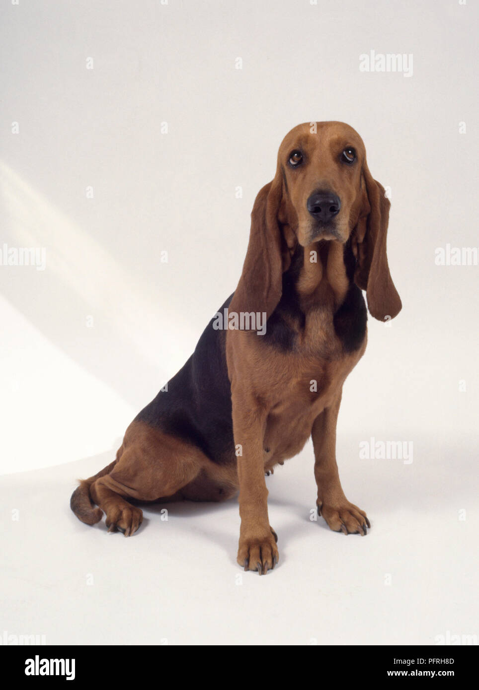 Bruno Jura Hound High Resolution Stock Photography And Images Alamy