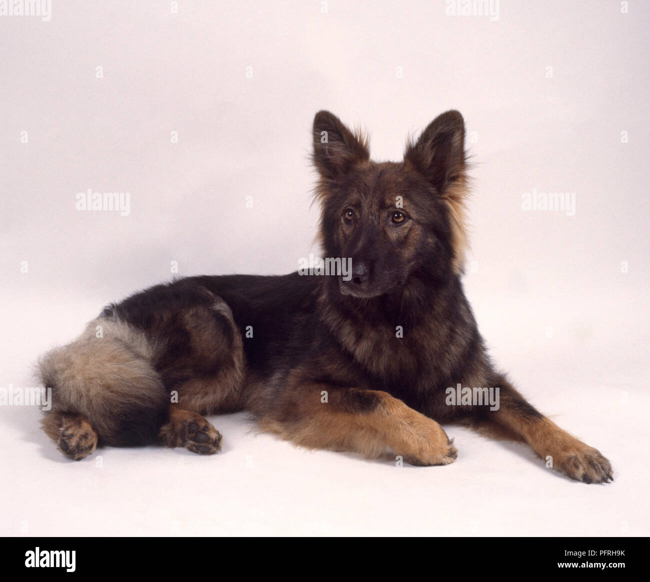Alert Sable Long Haired German Shepherd Dog Lying Down Stock Photo