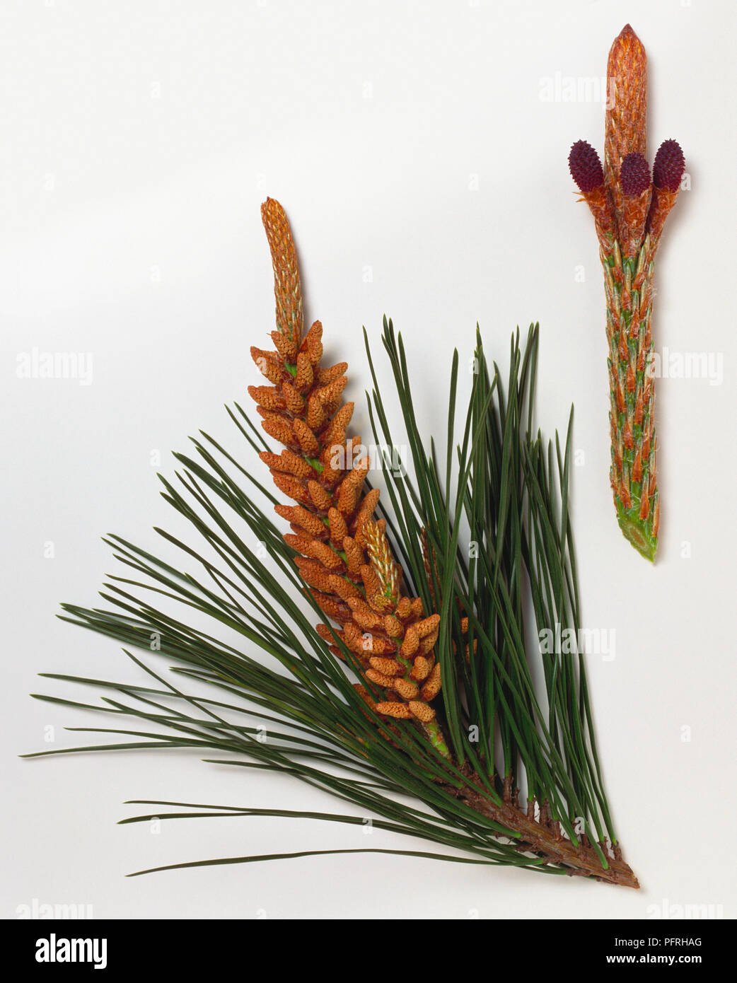 Pinus radiata (Monterey pine), leaves and clustered male flowers, and stem with female flowers Stock Photo