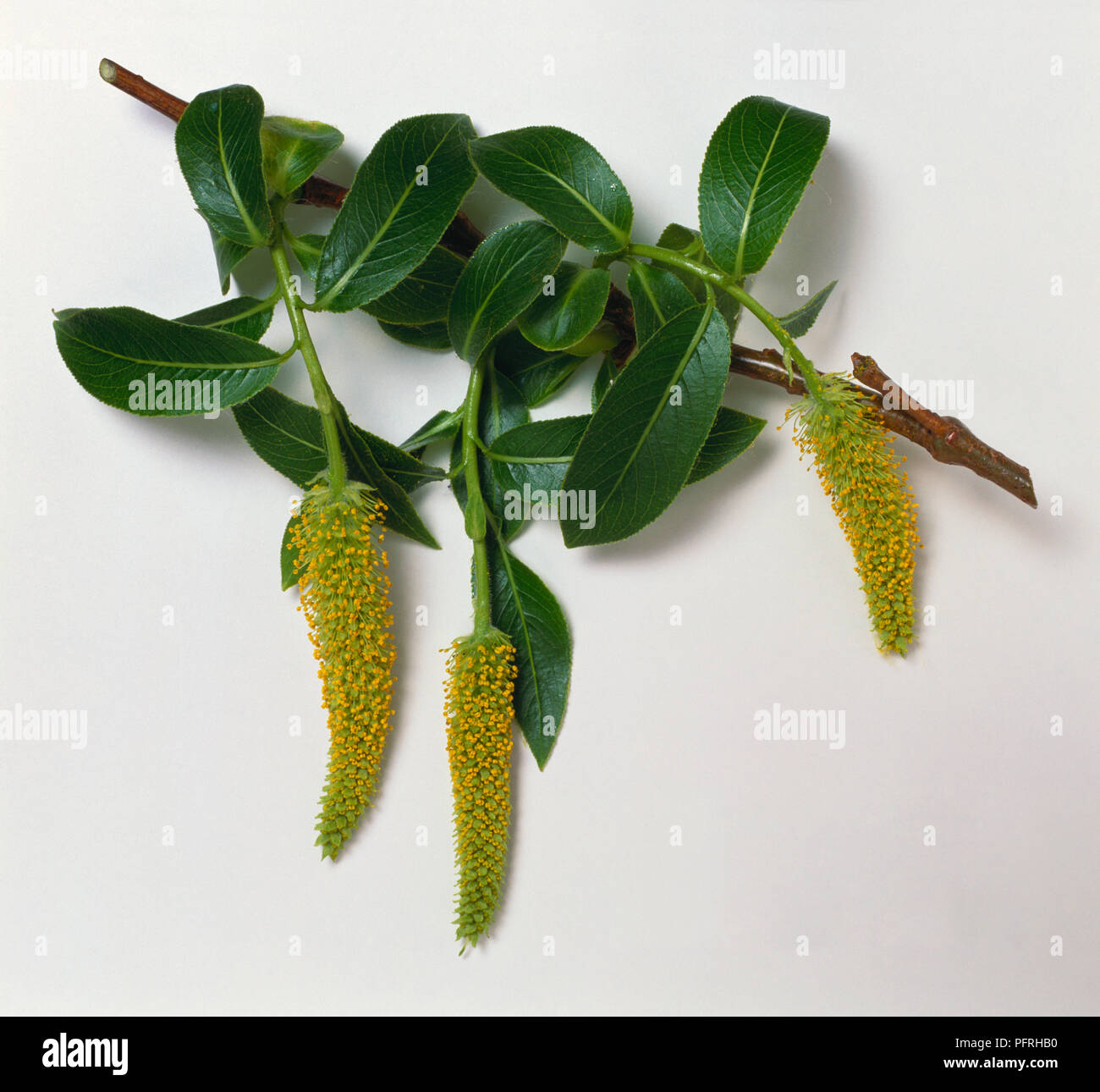 Bay willow (Salix pentandra), stem with leaves and catkins Stock Photo