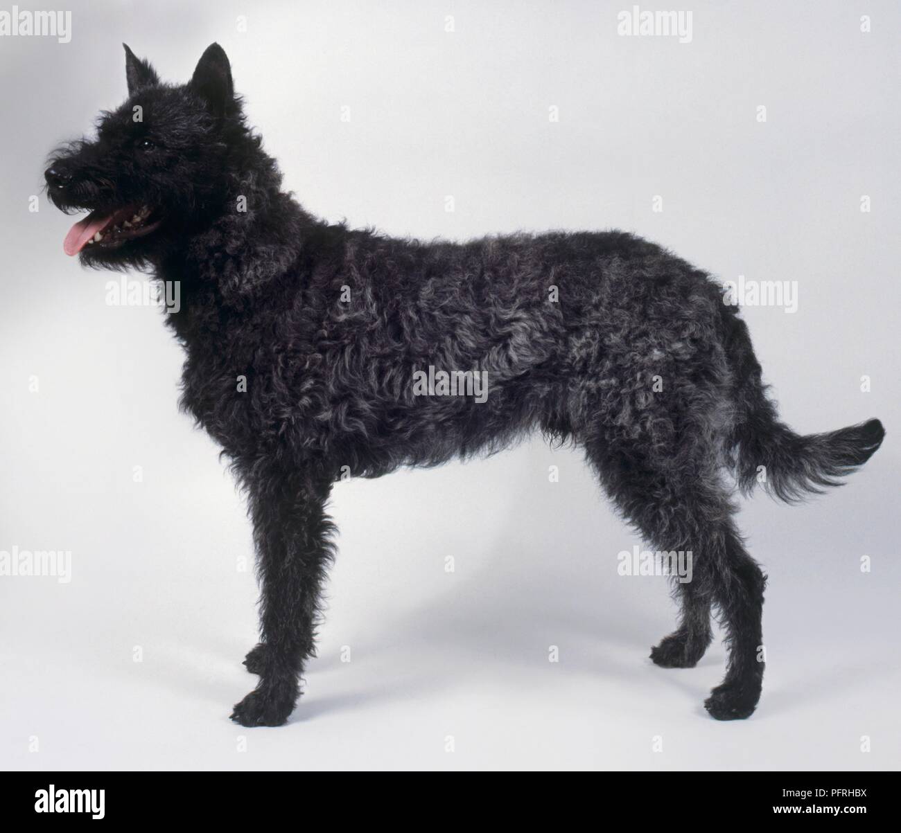 Dutch Shepherd Dog Side View Stock Photo 216262814 Alamy