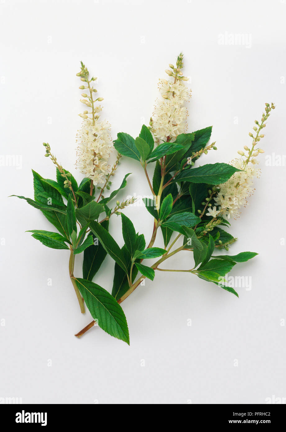 Clethra alnifolia (Sweet pepperbush), with toothed leaves and white flowers Stock Photo
