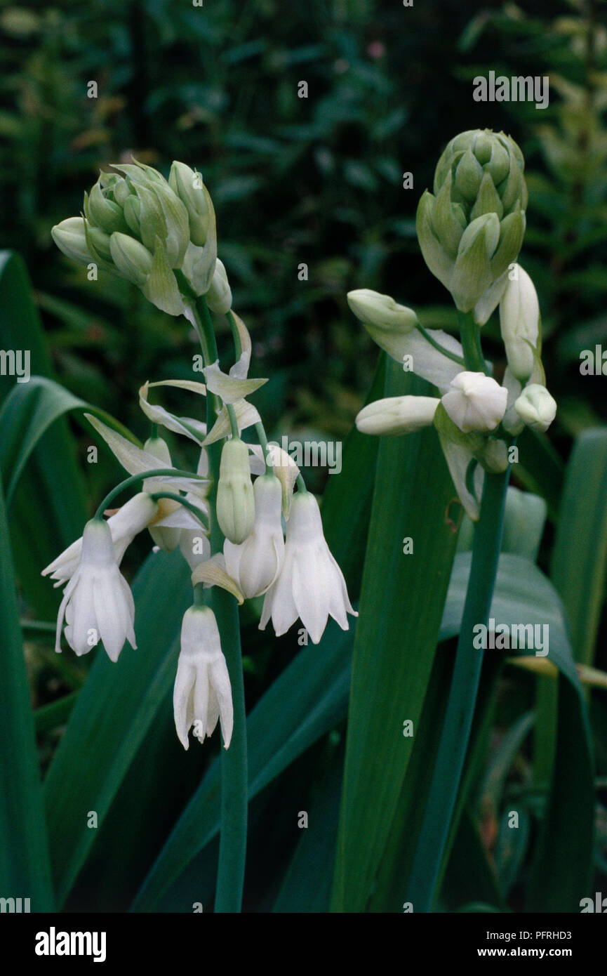 Close-up of waxy white flowers of Galtonia Candicans (Cape hyacinth) Stock Photo