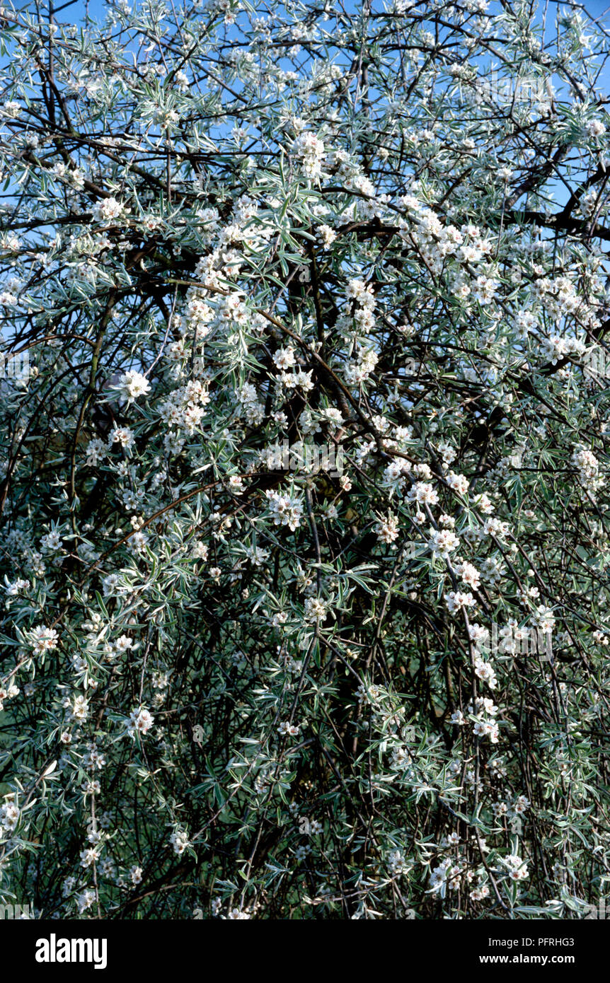 Pyrus Salicifolia 'Pendula' (Pendulous Willow-leaved Pear)with abundance of white spring flowers and green leaves on hanging branches, set against blue sky Stock Photo