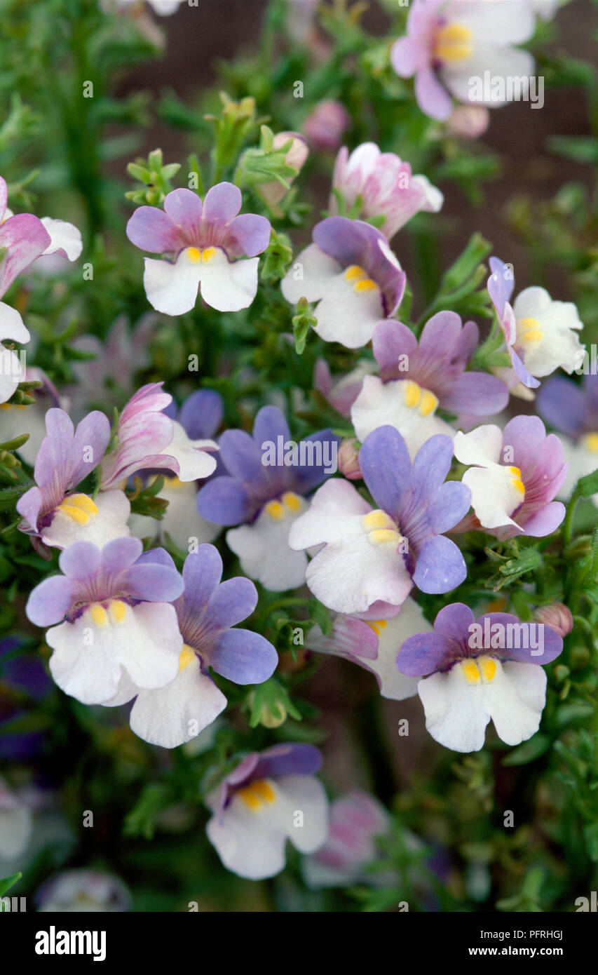 Nemesia bicolour hires stock photography and images Alamy