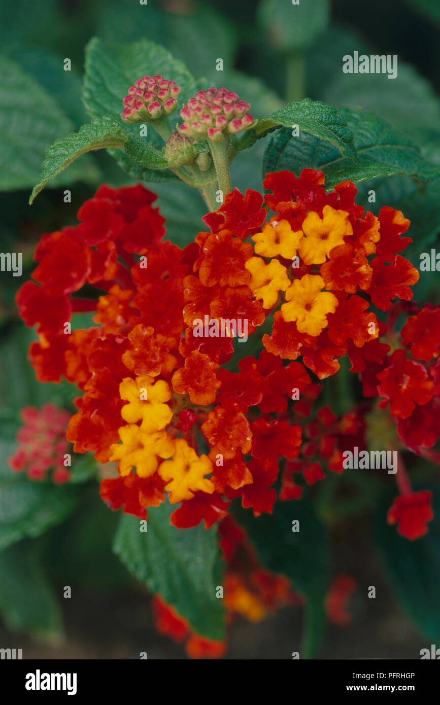 Lantana camara 'Radiation', shrub displaying showy, red-orange, flower clusters, close-up Stock Photo