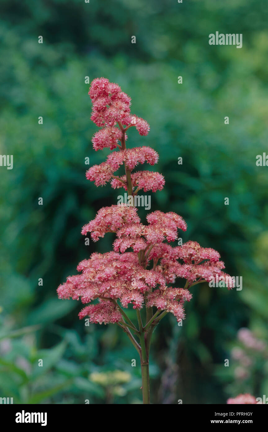 Rodgersia pinnata 'Superba', flower head, close-up Stock Photo - Alamy