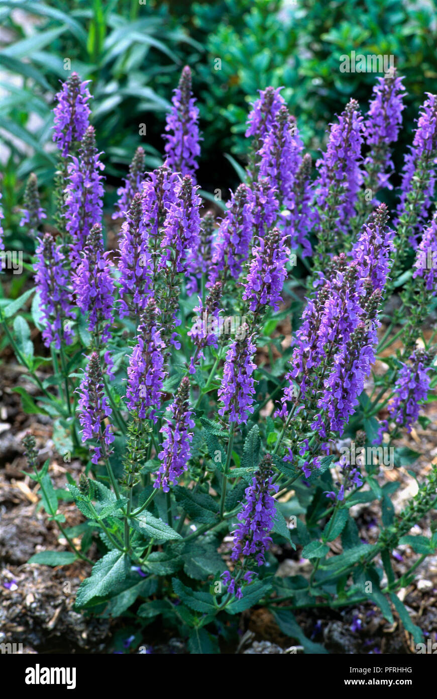 Salvia sylvestris blauhugel hi-res stock photography and images - Alamy