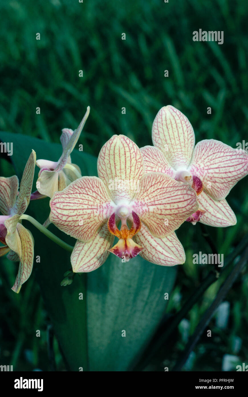 Flowers of Phalaenopsis Lundy (epiphyte orchid) with green leaves