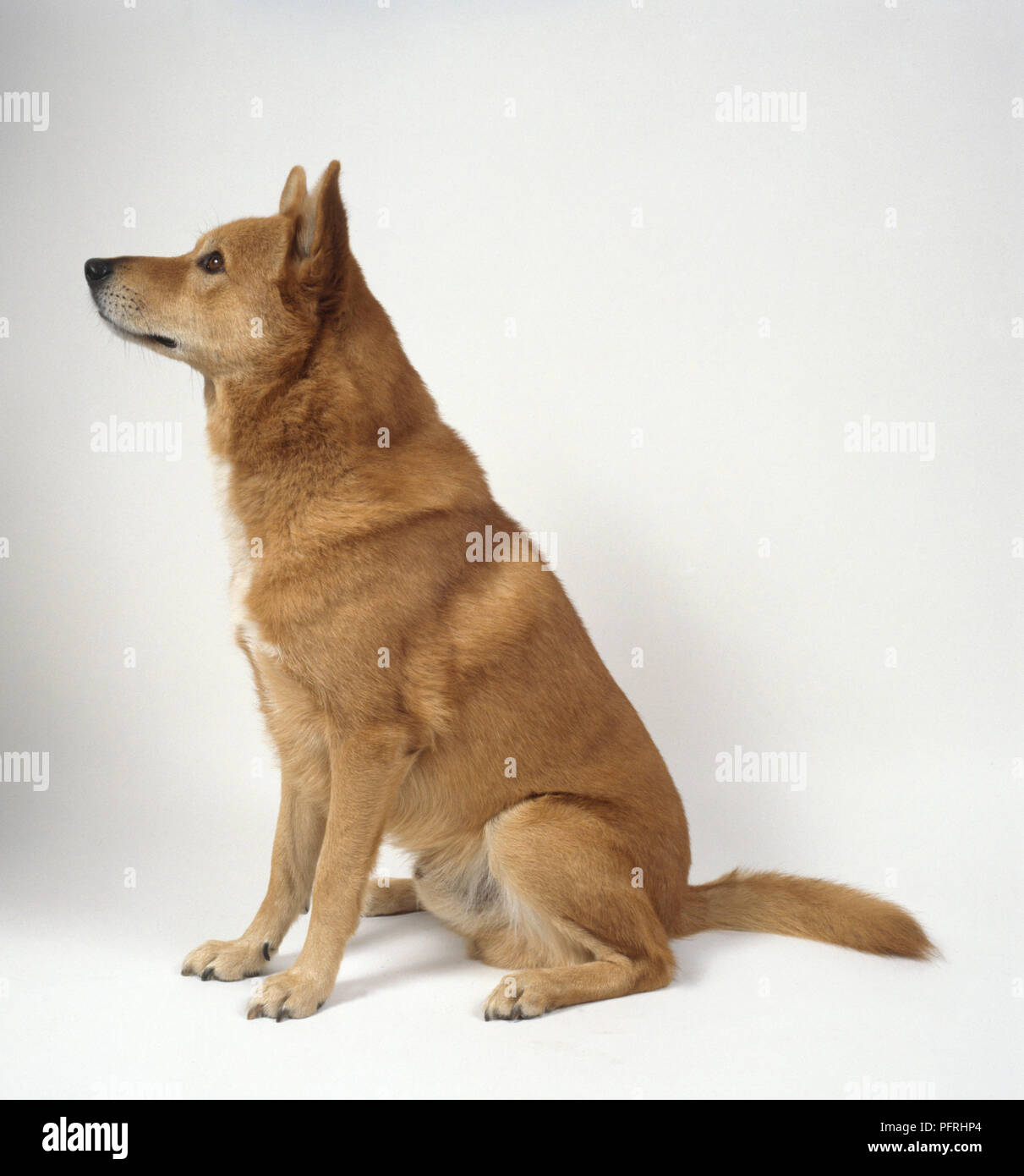 Discover Extinct Dog Breeds! A-Z Animals, 51% OFF