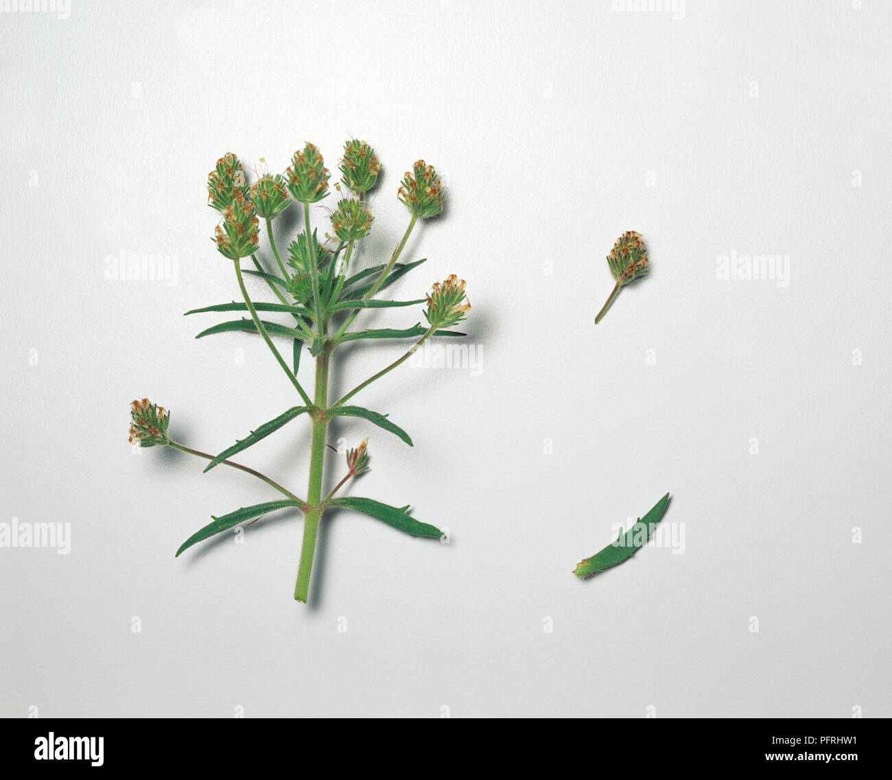 Plantago afra, stem with flowers and leaves Stock Photo