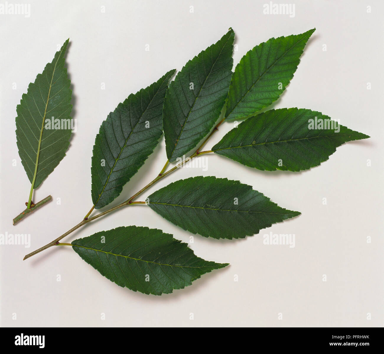 Ulmus pumila (Siberian elm), stem with leaves, and underside of a single leaf Stock Photo