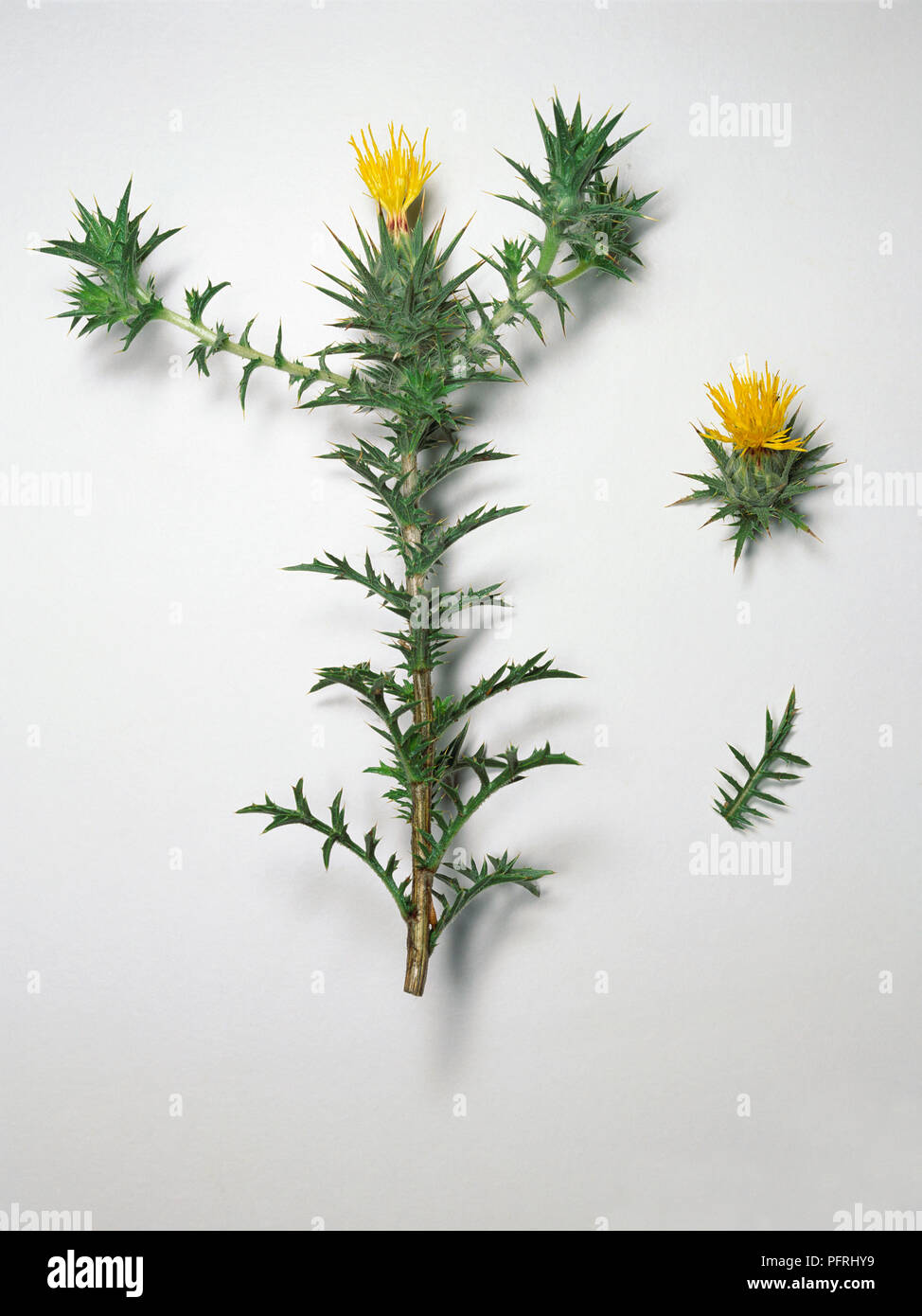 Carthamus lanatus, thistle-like plant with yellow flowers Stock Photo