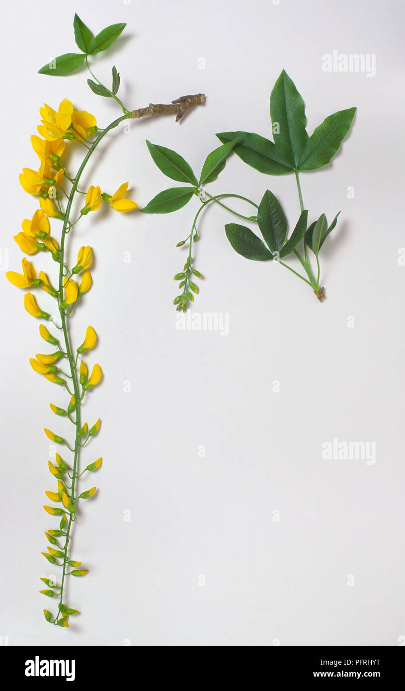 Laburnum alpinum (Scotch laburnum), two stems with leaves, one with raceme of yellow flowers Stock Photo