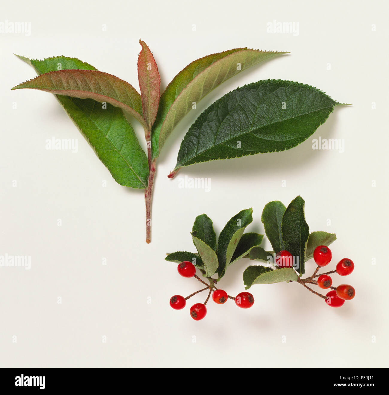 Photinia villosa, stems with leaves and red berries Stock Photo