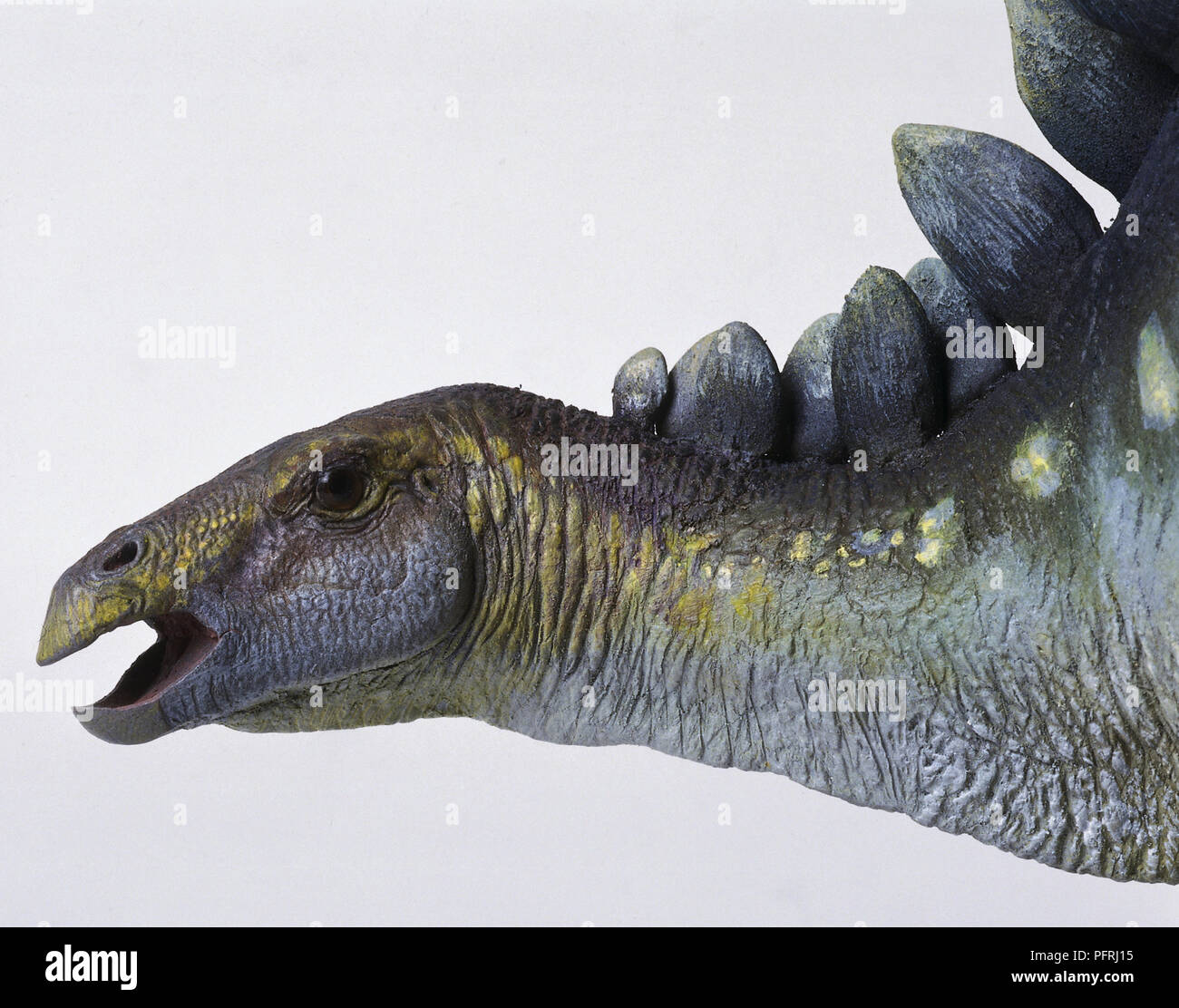 Side view of head with mouth open, a model of the head of a plated dinosaur, Stegosaurus, with distinctive leaf shaped armour plates running in two rows from the base of the skull. The long flat forehead ends in a curved beak. Stock Photo