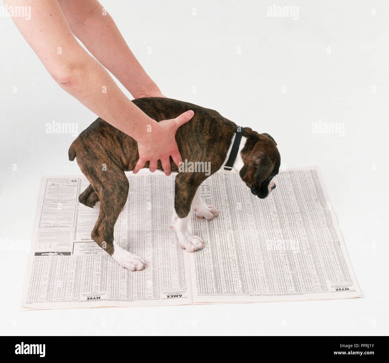 Dog newspaper toilet hires stock photography and images Alamy