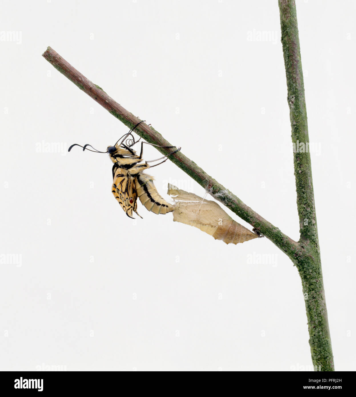 Citrus Swallowtail (Papillo demodocus) butterfly emerging upside down