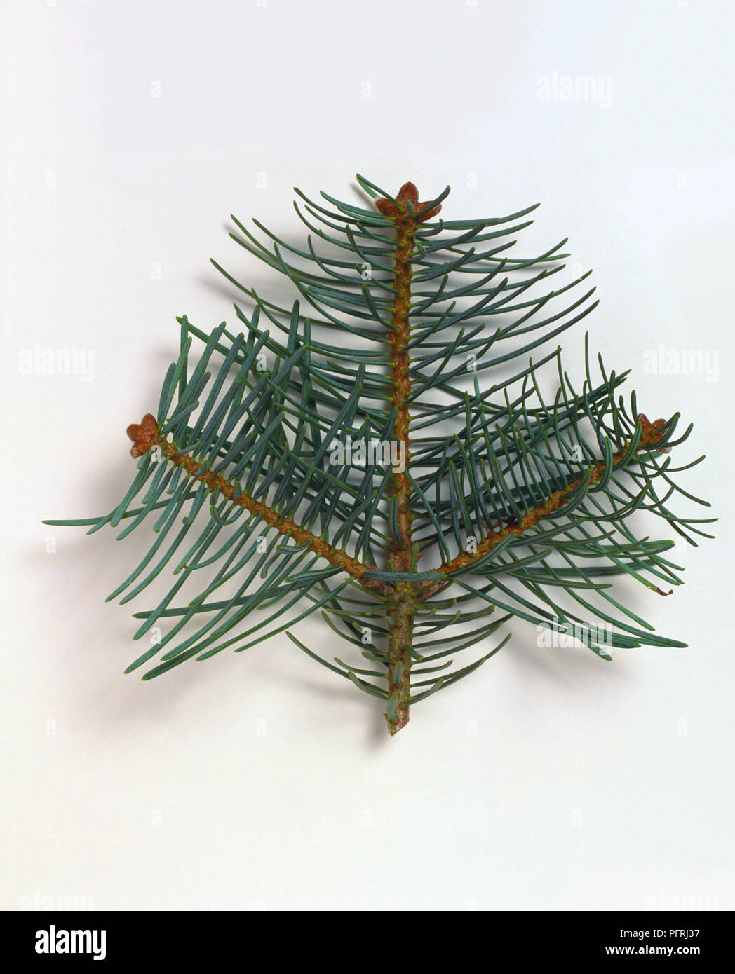 Abies concolor (Colorado fir), stem or branchlet showing leaves Stock Photo