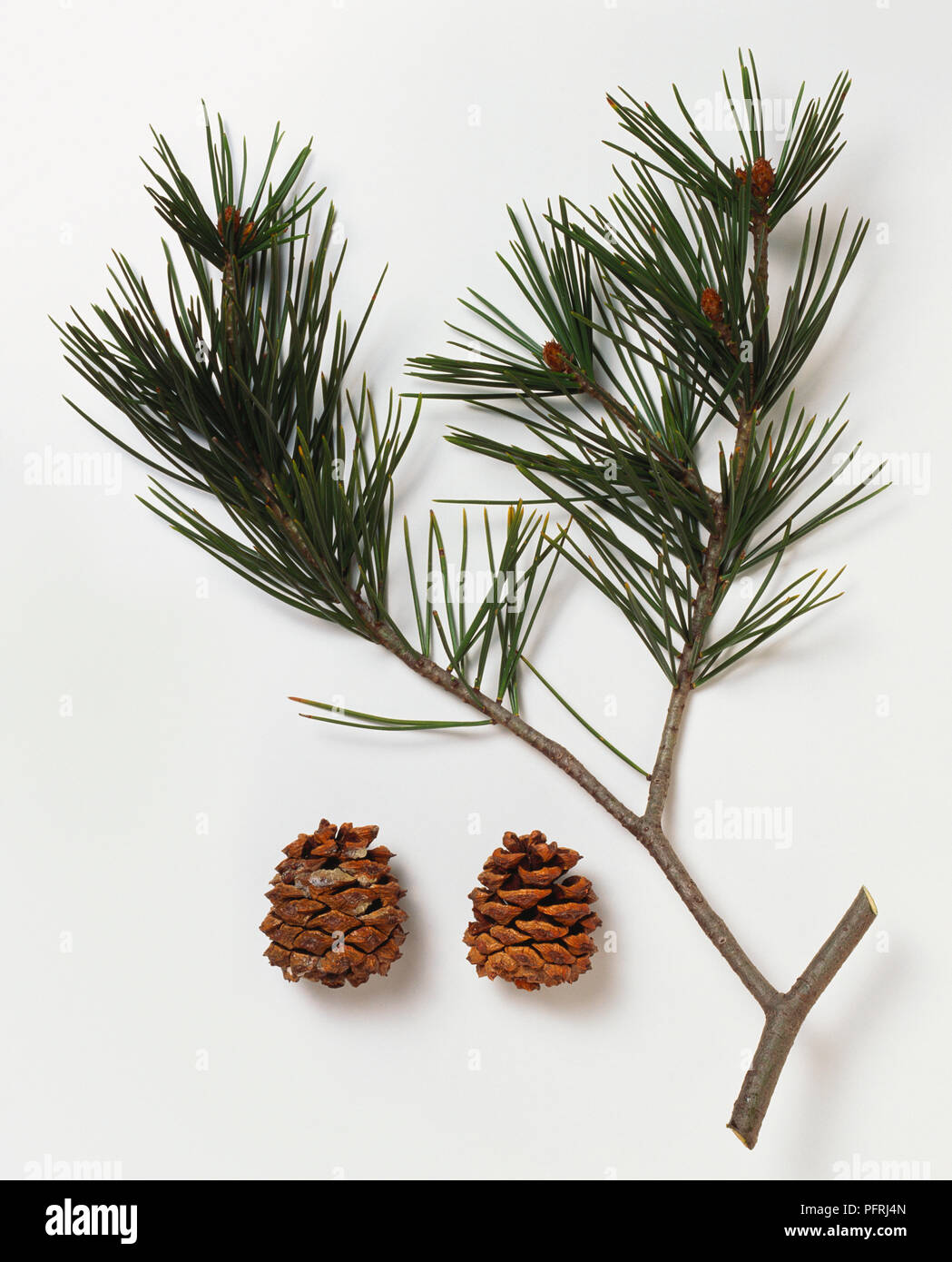 Pinus bungeana (Lace bark pine), branch with leaves, and two brown cones Stock Photo