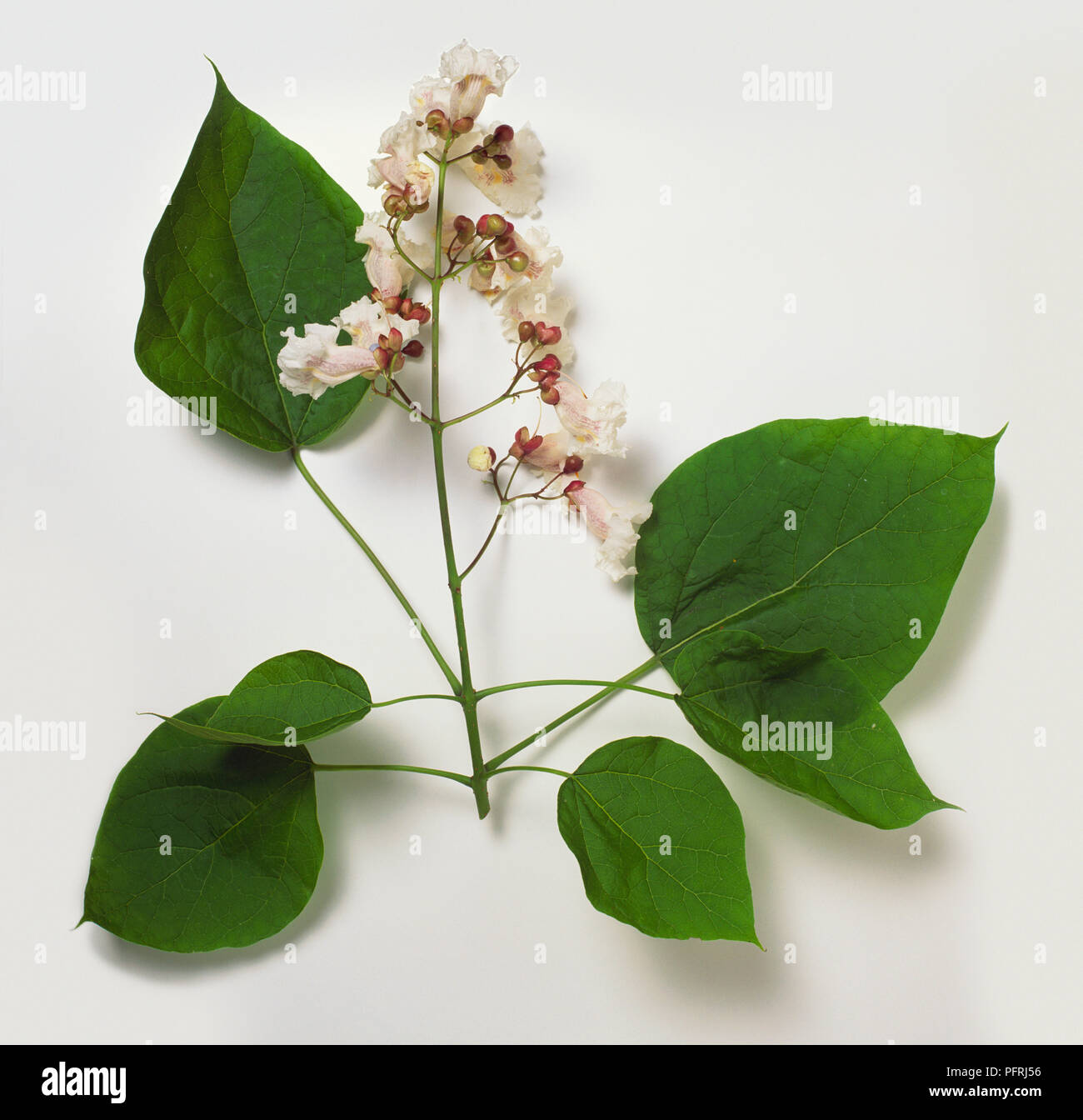 Catalpa bignonioides (Indian bean tree), stem with leaves and flowers Stock Photo