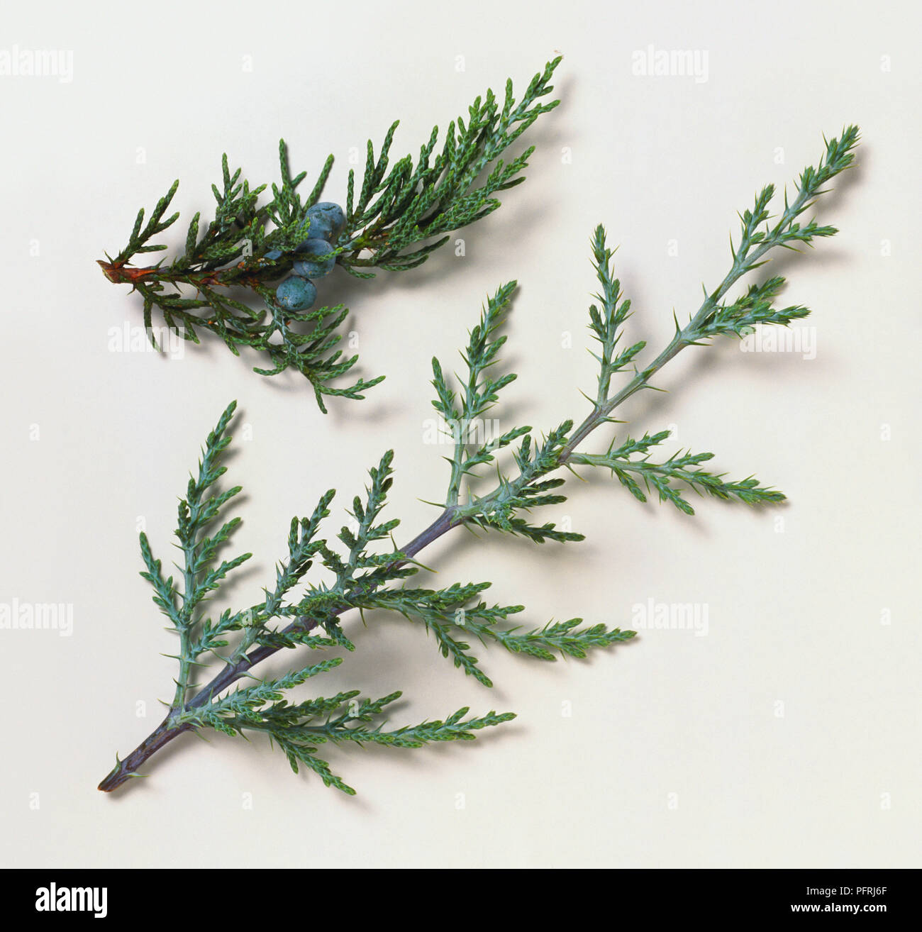 Juniperus occidentalis (Western juniper), two stems with green leaves and small blue cones Stock Photo