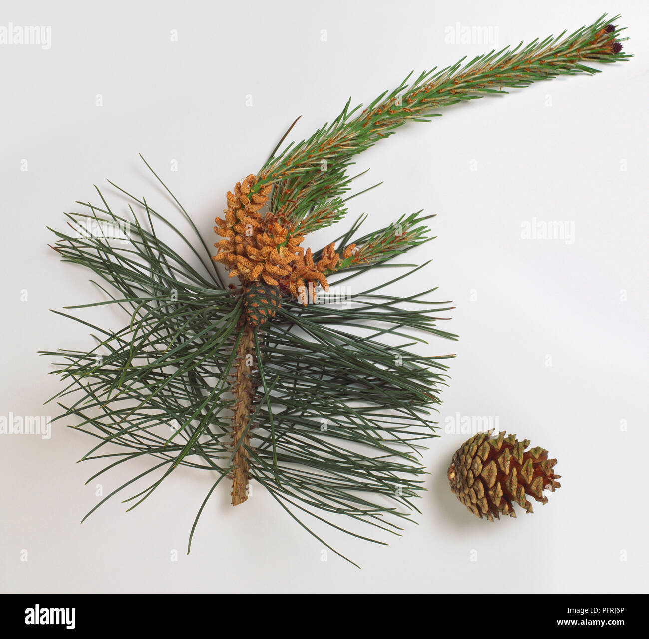 Pinus tabuliformis (Chinese pine), stem with green leaves and flower clusters, and brown cone. Stock Photo