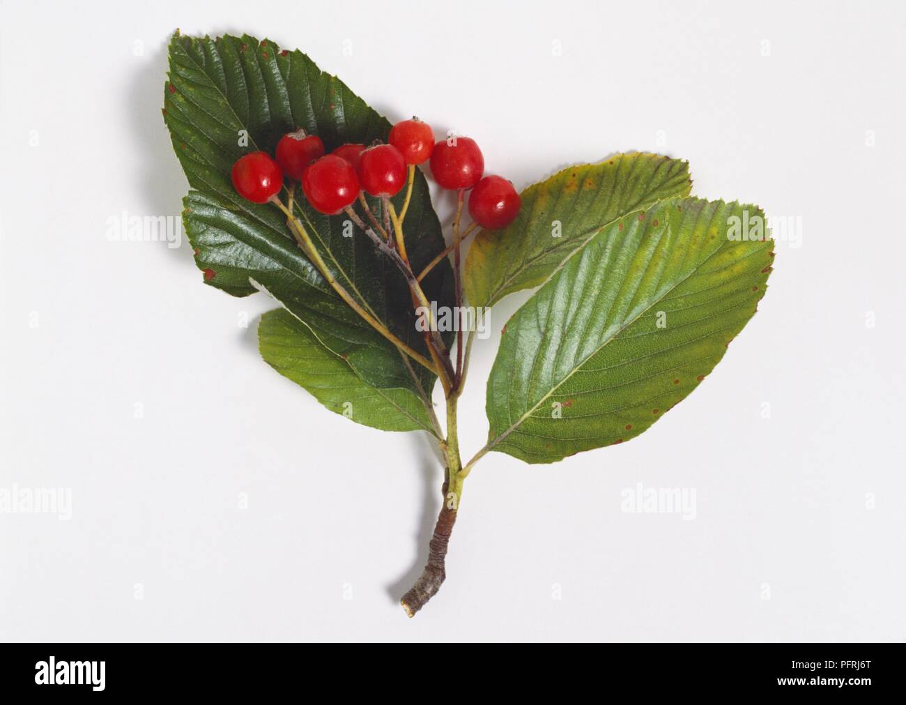 Sorbus aria (Whitebeam), stem with leaves and red fruits Stock Photo