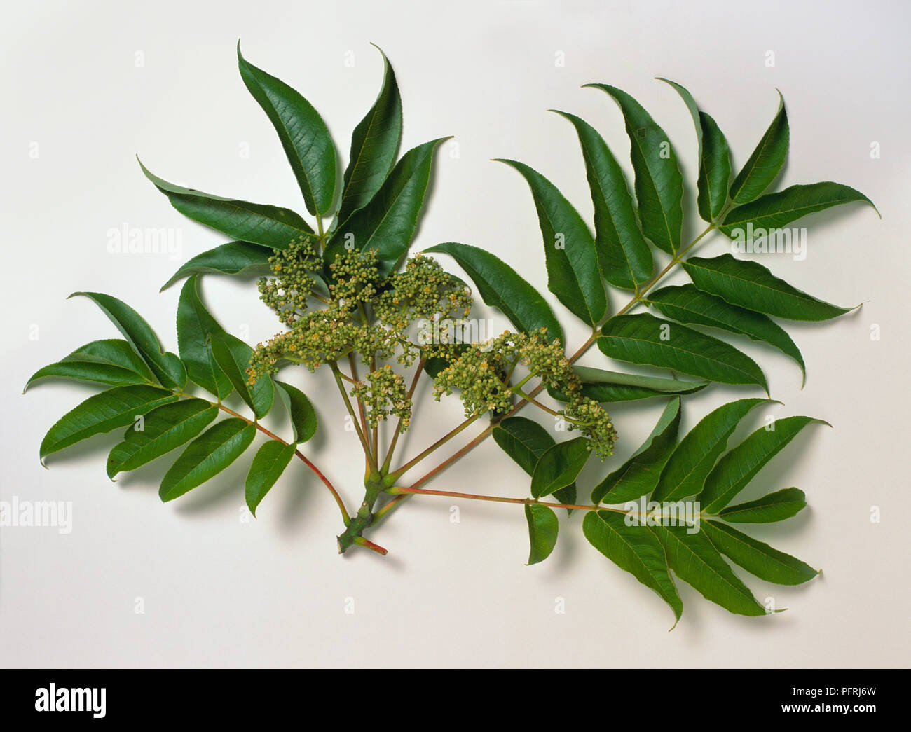 Zanthoxylum ailanthoides (Prickly ash), stem with leaves and flowers Stock Photo